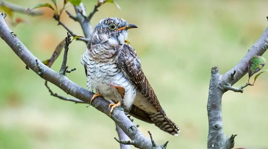 移遠通信物聯(lián)網(wǎng)整體解決方案，助力小型鳥類實現(xiàn)全球追蹤